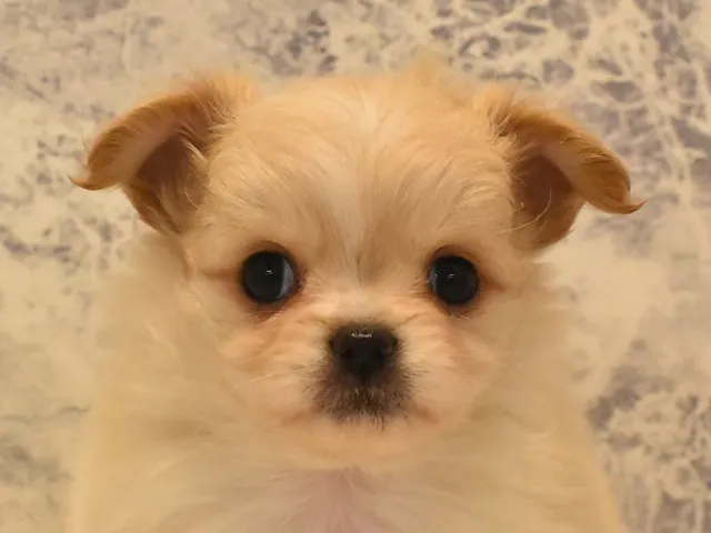 群馬県のハーフ犬・ミックス犬 (ペッツワンFC高崎東部店/2025年3月10日生まれ/女の子/クリーム)の子犬
